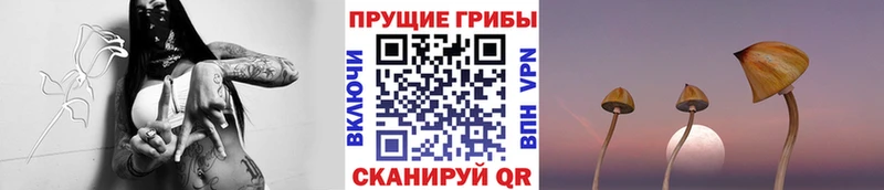 Псилоцибиновые грибы Cubensis  Купить закладки  Славянск-на-Кубани 